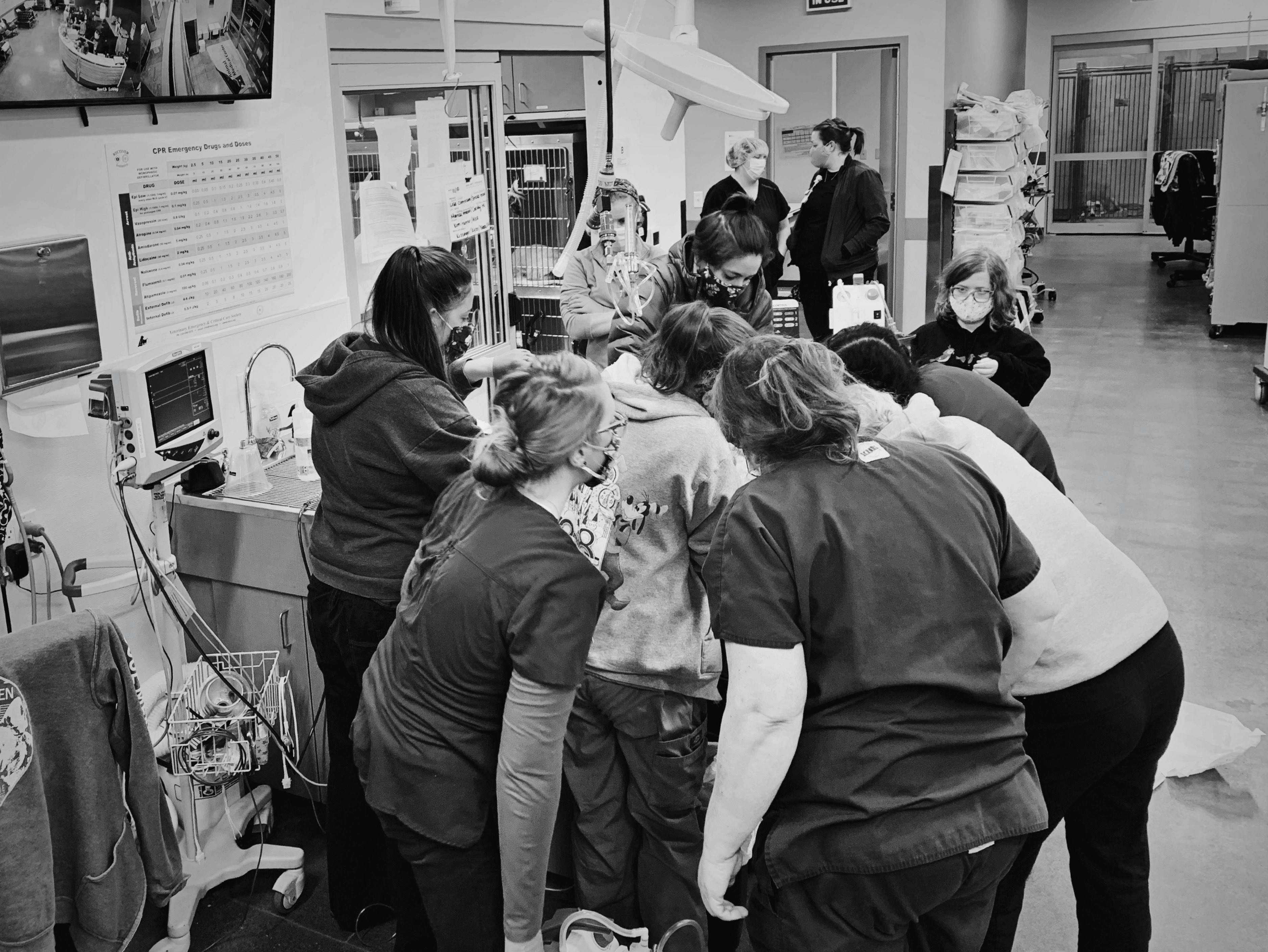 Veterinary Technician Specialist Dentistry at Animal Medical Center