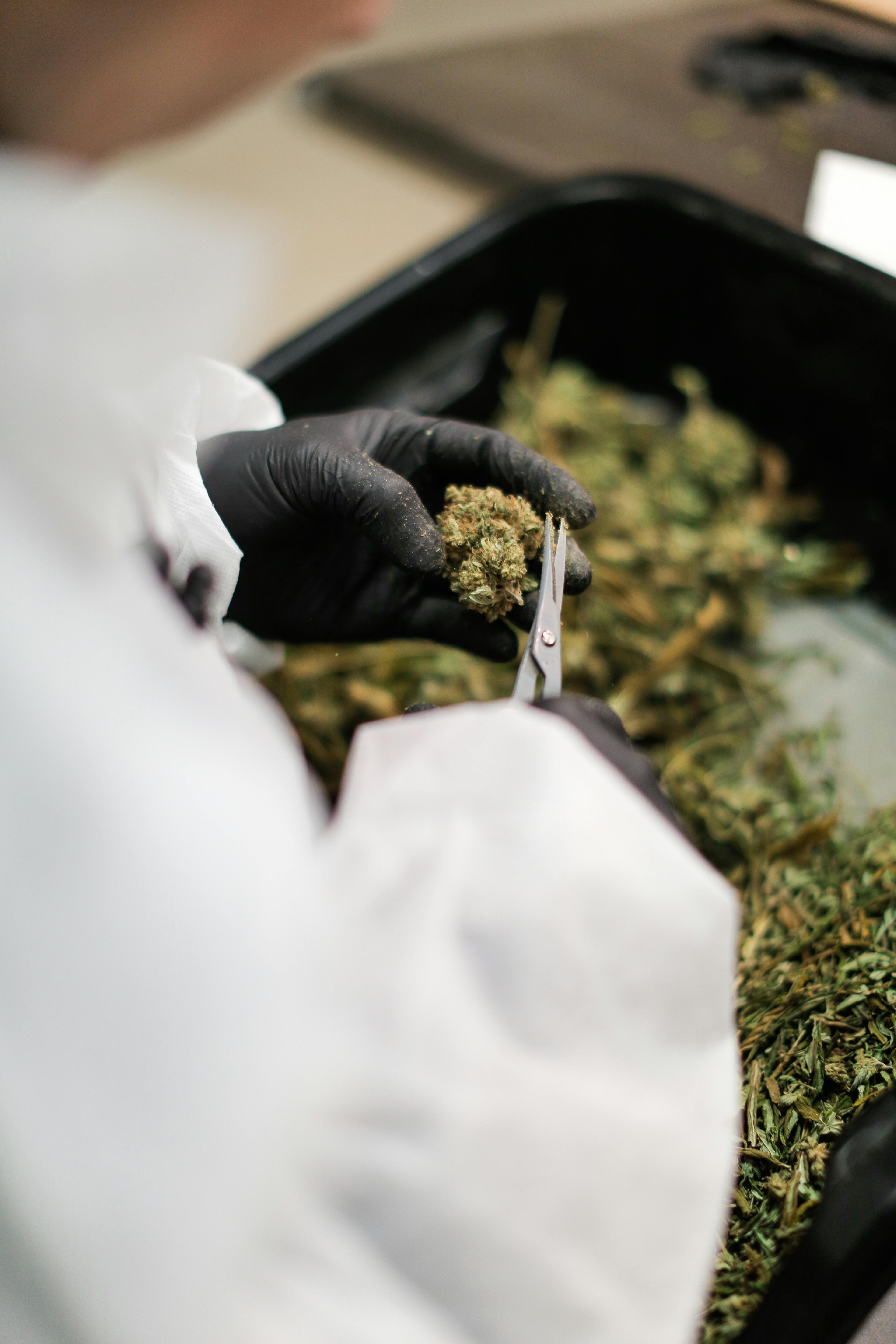 bud trimmer jobs california bud trimmer jobs california